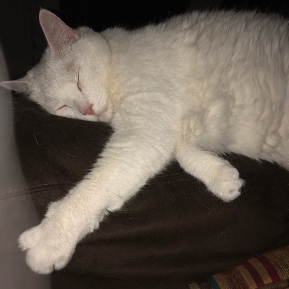 Meet your Posh Ambassador Jamie V!! - Picture 6 of 6